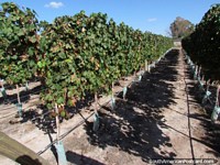 Some of the vineyards at Bodega Domiciano in Mendoza.  Argentina, South America.