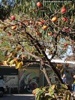 Vermelho / fruto da laranjeira nos jardins de azeitona de Pasrai fábrica de óleo em Mendoza. Argentina, América do Sul.