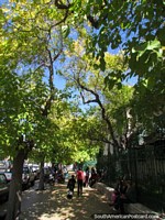 The shady footpaths in San Juan make for pleasant walking. Argentina, South America.
