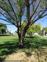 Gramados e árvores entre Praça Espana e Parque de Mayo em San Juan. Argentina, América do Sul.