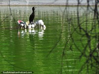 Versão maior do Um grande pássaro preto senta-se nas luzes na lagoa em Parque de Mayo em San Juan.