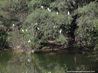 Grande grupo de talos brancos em uma árvore em pampas em Talapampa. Argentina, América do Sul.