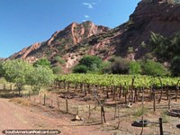 Small vineyard beside rocky hills between Talapampa and Cafayate. Argentina, South America.