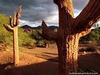Dry dead cactus in the Quebrada de las Conchas in Cafayate. Argentina, South America.