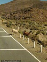 2 llamas, white and brown cross the road, Paso de Jama. Argentina, South America.