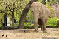 Um dos grandes elefantes verá no Jardim zoológico de Buenos Aires. Argentina, América do Sul.
