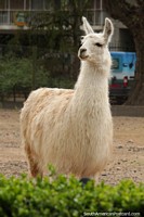 Larger version of A white llama enjoying his day at Buenos Aires Zoo.