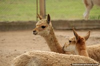 Versión más grande de Los animales que se parecen un cruce entre canguros y ciervos en el zoológico de Buenos Aires.