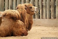 Camels sitting on the dirt, woolly and shaggy, Buenos Aires Zoo. Argentina, South America.