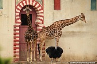 Larger version of 2 giraffes look a little bewildered as an emu wanders past them at Buenos Aires Zoo.