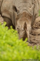 Os 2 chifres de um rinoceronte com pele como armadura em Jardim zoológico de Buenos Aires. Argentina, América do Sul.