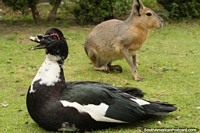 Um pato preto interessante senta-se na grama no Jardim zoológico de Buenos Aires. Argentina, América do Sul.