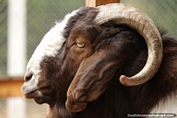 Brown and white goat with curly horns at Buenos Aires Zoo. Argentina, South America.