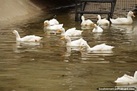 White ducks with orange beaks paddling in the water at Buenos Aires Zoo. Argentina, South America.