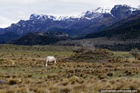 Cavalo branco e montanhas cobertas de neve, uma bela paisagem aberta ao leste de Traful. Argentina, América do Sul.