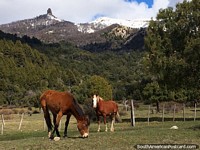 Os cavalos no fim oriental do Lago Traful esfolam junto do caminho em uma bela colocação. Argentina, América do Sul.