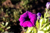 Purple flower in the gardens of the school in El Bolson - Escuela No 270. Argentina, South America.