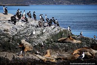 Seals and birds inhabit the rocky islands in the Beagle Channel, Ushuaia. Argentina, South America.