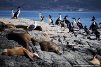 Wildlife on the small rocky islands in the harbor of Ushuaia. Argentina, South America.