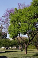 Trees with purple leaves and nice scenery near the river in Santa Fe. Argentina, South America.