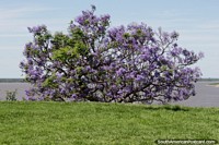 Amazing purple tree on the banks overlooking the Parana River in Parana. Argentina, South America.