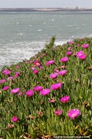 Pink flowers grow on the green banks leading down to the sea in Mar del Plata. Argentina, South America.