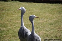 Par de grandes pássaros brancos com pescoços longos e cabeças redondas, Mar del Plata. Argentina, América do Sul.