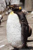 Argentina Photo - King penguin enjoying the sunshine at the Mar del Plata aquarium.