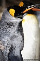 Penguins have a sanctuary at the aquarium in Mar del Plata. Argentina, South America.