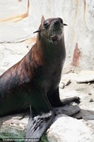 Larger version of Seal enjoying the sunshine at the Mar del Plata aquarium.