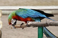 Larger version of Macaw has a rainbow of colored feathers at the Mar del Plata aquarium.