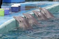 4 dolphins lined up together in the pool at the aquarium in Mar del Plata.