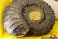 Versão maior do Grande fóssil em forma de caracol no Museu Jacobacci, San Antonio Oeste.