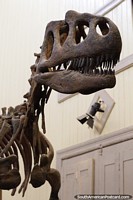 Dinosaur skeleton, 5 meters long at the Jacobacci Museum, San Antonio Oeste. Argentina, South America.