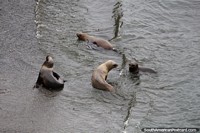 Sea lions swimming at the beach at Punta Loma, Puerto Madryn.