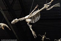 Argentina Photo - Flying dinosaur skeletons at the Egidio Feruglio museum of natural science in Trelew.