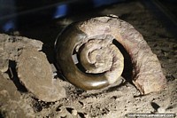 Larger version of Large fossil in the shape of a snail at the science museum in Trelew.
