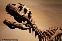 Esqueleto de um dinossauro com muitos detalhes, museu de ciências, Trelew. Argentina, América do Sul.