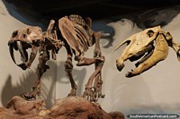 A pair of prehistoric creatures, one looks vicious, science museum, Trelew. Argentina, South America.