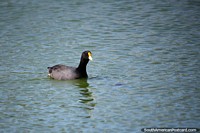 Pássaro preto com bico amarelo e branco na Lagoa Chiquichano em Trelew.