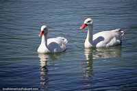 Par de grandes patos brancos nas águas da lagoa em Trelew.