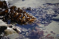Seaweed soaks in the watery wilderness on the coast in Caleta Olivia.