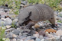 An armadillo, a common animal in the Patagonia at Lions Beach, Puerto Deseado. Argentina, South America.