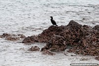 Sea bird sits on rocks with craters in Puerto Deseado. Argentina, South America.