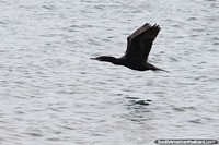 Black sea bird spreads its wings and flies away, Puerto Deseado. Argentina, South America.