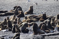 Sea lions and seals laze around on the beach at Penguin Island, Puerto Deseado. Argentina, South America.