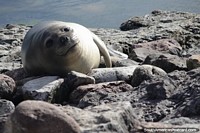 Baby seal lays on rocks on Penguin Island, Puerto Deseado. Argentina, South America.