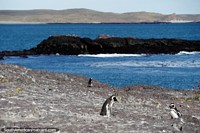 Watching penguins walk around their island in Puerto Deseado. Argentina, South America.