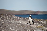 Lone penguin on a big rock face, distant sea in Puerto Deseado. Argentina, South America.