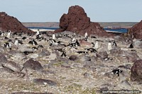 A community of penguins on the rocky terrain of islands off of Puerto Deseado. Argentina, South America.